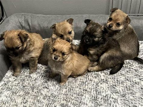 pomchi puppies for sale in nc|pomchi for adoption near me.